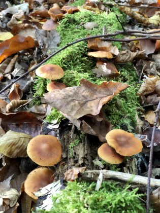 Herbst